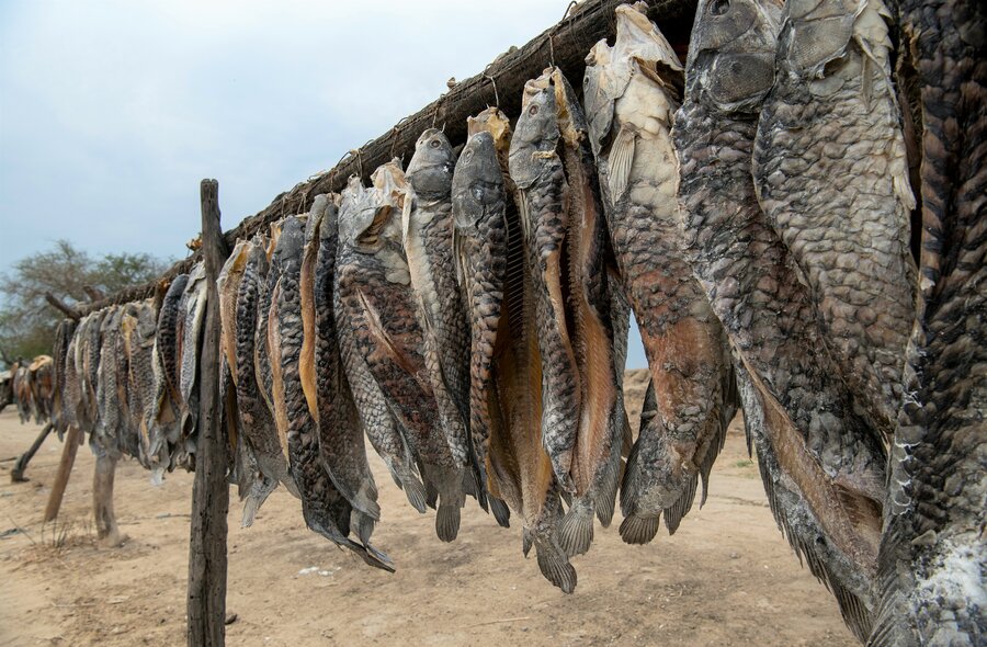 Fish drying in Jalle - which has also dried out, thanks to WFP's dyke project. Photo: WFP/Alessandro Abbonizio